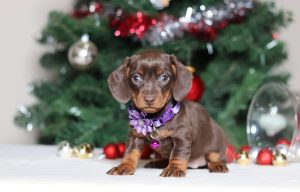 2285aaaGlenda the dachshund -the puppy lodge