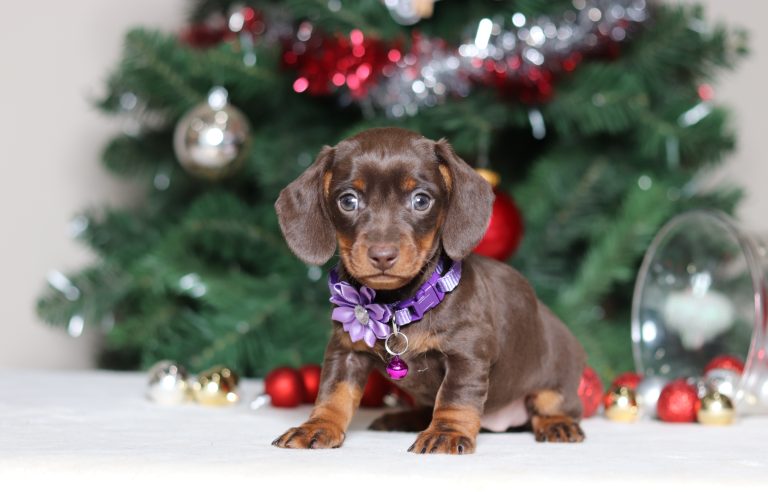 2285aaaGlenda the dachshund -the puppy lodge