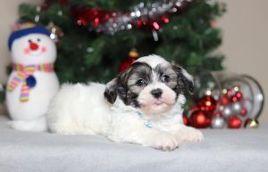 2286aaaSailor the teddy bear-the puppy lodge