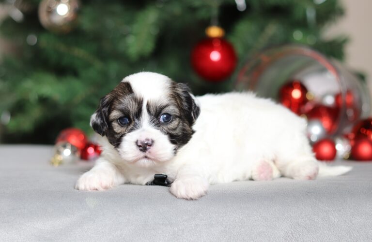 2286aaa Sailor mini poodle-the puppy lodge