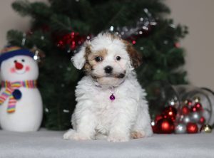 2288aaaSydney the teddy bear-the puppy lodge