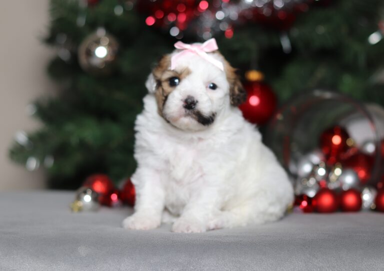 2288aa Sydney teddy bear-the puppy lodge