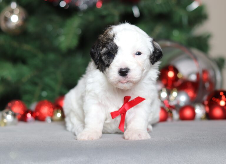 2289aaa Snoopy the teddy bear-the puppy lodge