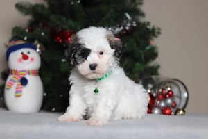 2289aaaSnoopy the teddy bear-the puppy lodge