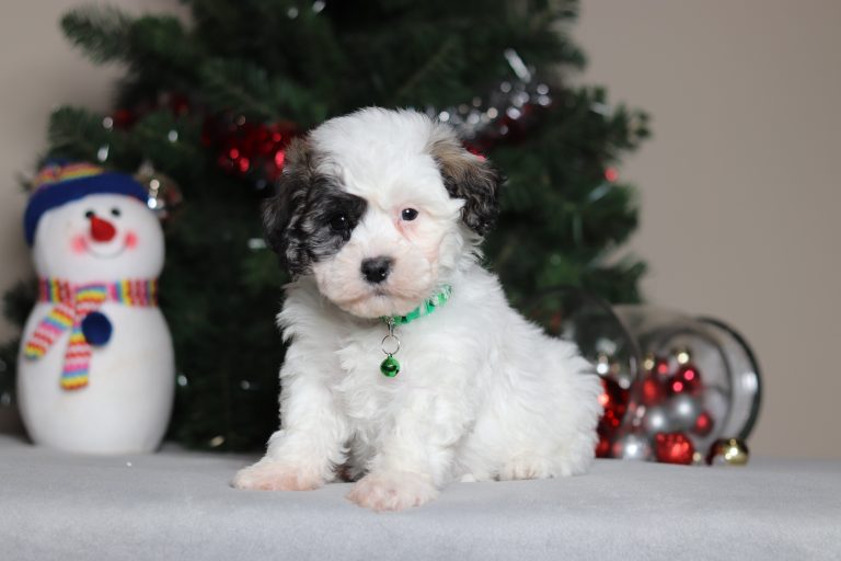 2289aaaSnoopy the teddy bear-the puppy lodge