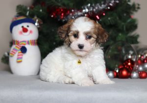 2290aaaSeth the teddy bear -the puppy lodge