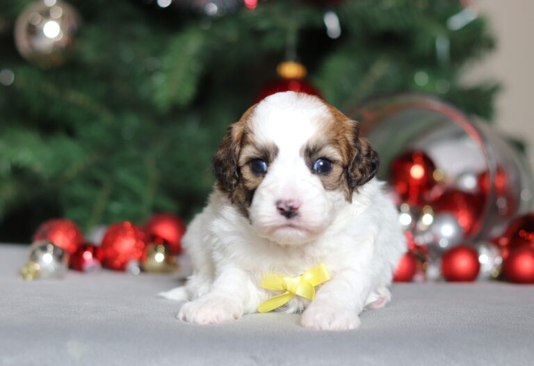 2290aaaSeth the mini poodle-the puppy lodge