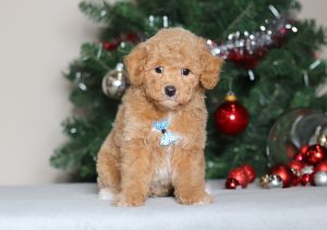 2292aaaBiff the mini poodle-the puppy lodge