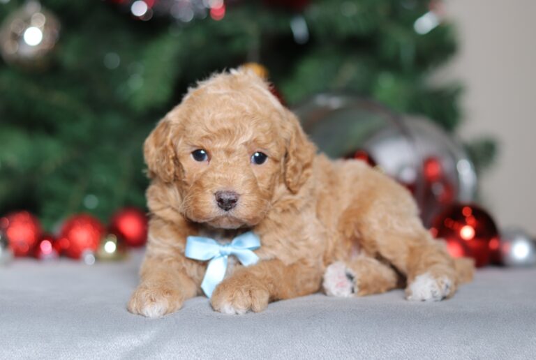 2292aaa-scaled.jpg November 24, 2025Biff the mini poodle-the puppy lodge