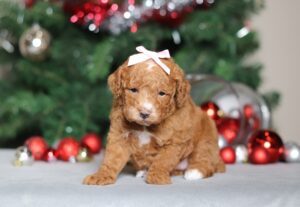 2293a- Bristol the mini poodle-the puppy lodge