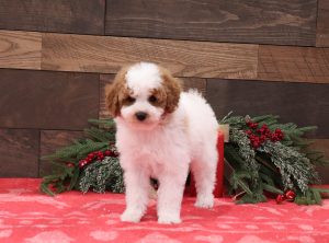 2296-aaa-Brandy-Pawsome-Family-Pets-