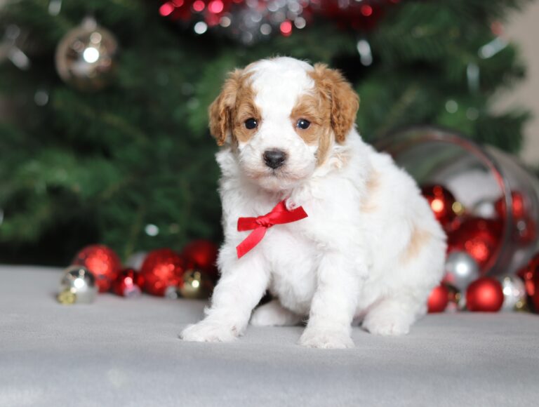 2296a-scaled.jpgBrandy the mini poodle-the puppy lodge