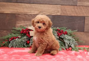 2297-a-Chase-Pawsome-Family-Pets-