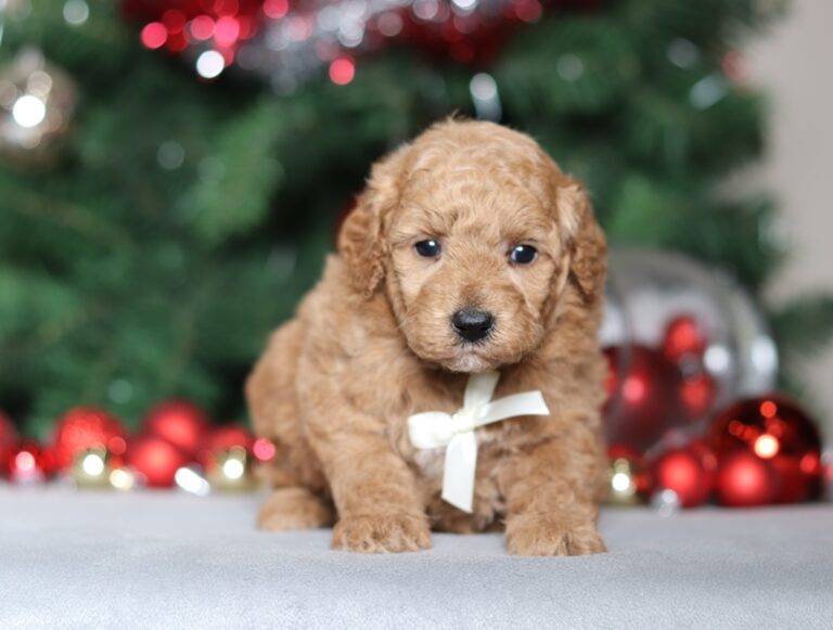 2297aaa Chase the mini poodle-the puppy lodge