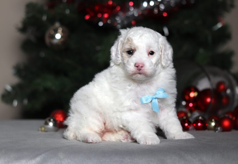 2300a Chance the mini poodle-the puppy lodge