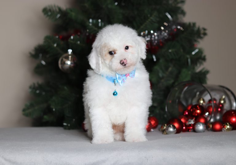 2300aaaChance the mini poodle-the puppy lodge