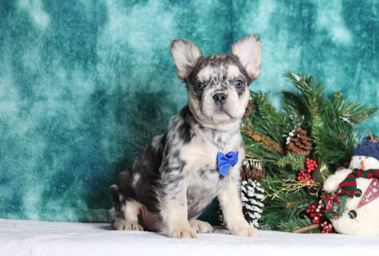 3495aFred the fluffy frenchie-the puppy lodge
