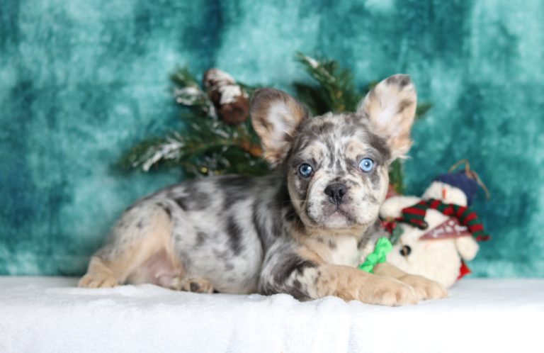 3500aFrank fluffy frenchie-the puppy lodge