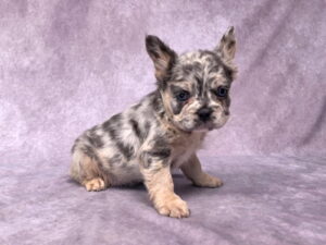 3500aaaa-Frank-Fluffy-French-Bulldog-Puppy-_The-Puppy-Lodge.jpg