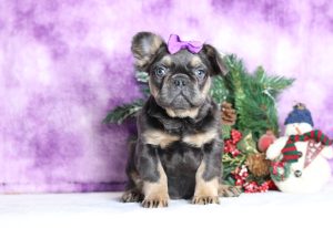 3501aFinley the fluffy frenchie-the puppy lodge