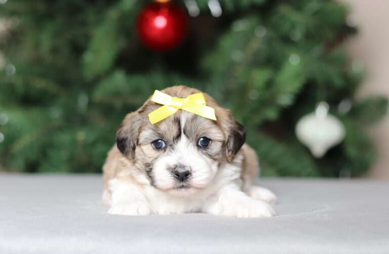3783a-Cinderella-teddy-bear-puppy-The-Puppy-Lodge-scaled.jpg
