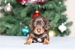 3784a-Marshall the dachshund puppy-the puppy lodge