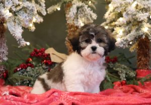 3787aaa-Candace-Pawsome-Family-Pets-