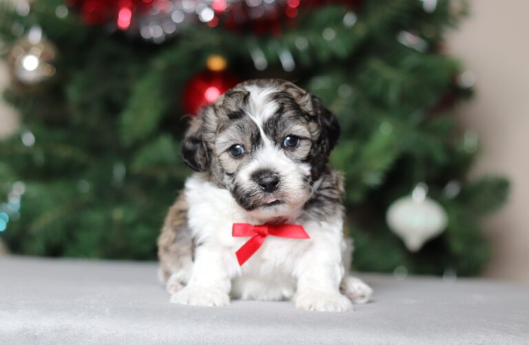 3788a Cletos-teddy-bear-puppy-the puppy lodge.JPG