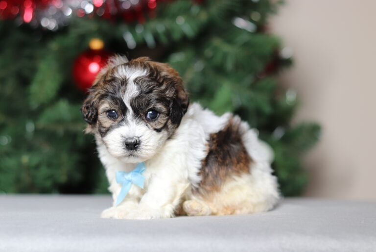 3789aaa-Conner-teddy-bear-puppy-Pawsome-Family-Pets