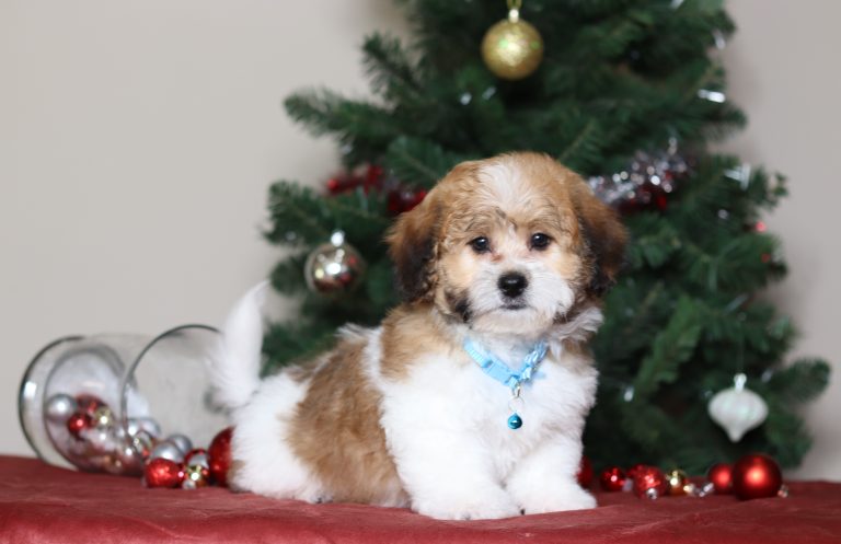 3790aaaCopper the teddy bear-the puppy lodge