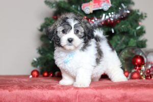 3794aaaCarter the teddy bear-the puppy lodge