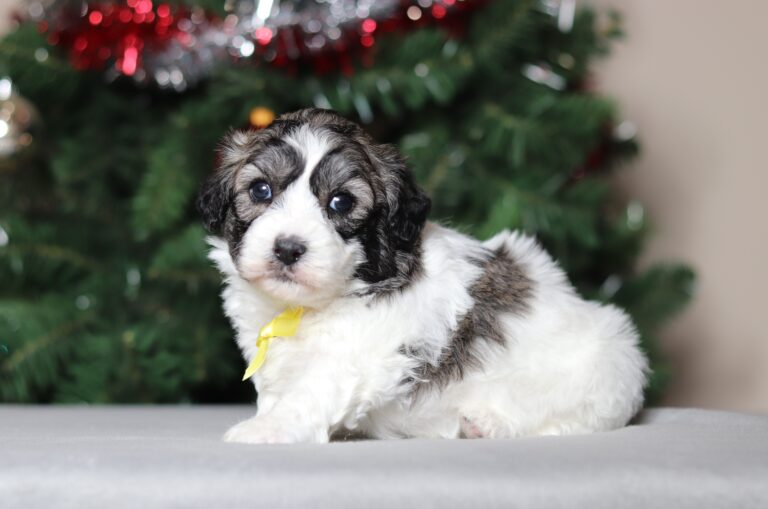 3794aaa-Carter-teddy-bear-puppy-the-puppy-lodge-scaled.jpg