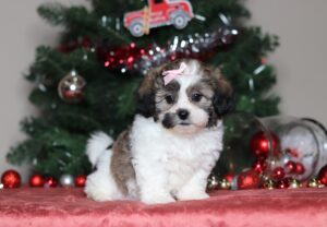 3795aaa Cossette the teddy bear-the puppy lodge