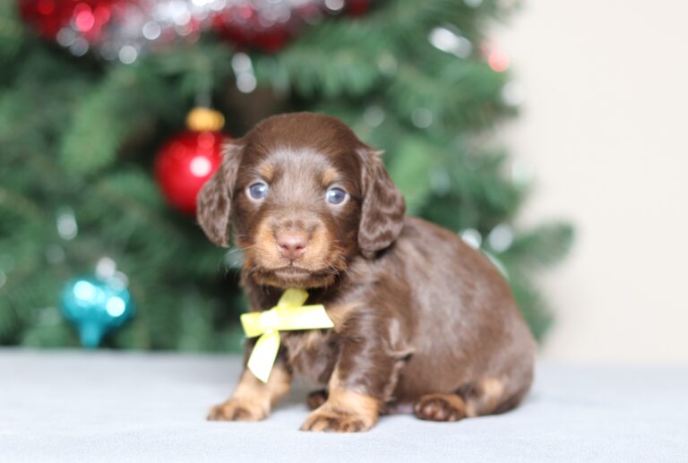3798aa-scaled.jpg November 20, 2025 Martin the dachshund puppy-the puppy lodge