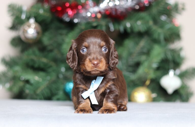 3799aMilan dachshund puppy-the puppy lodge