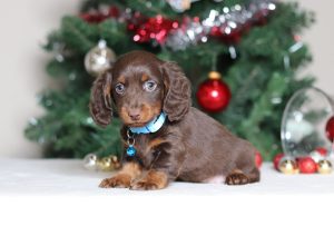 3799aaMilan the dachshund-the puppy lodge