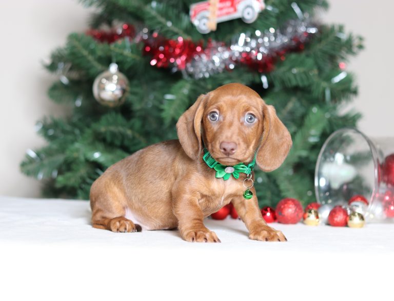 3799aaMatthias the dachshund-the puppy lodge