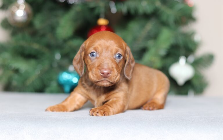 3800aa Matthias dachshund puppy-The Puppy Lodge