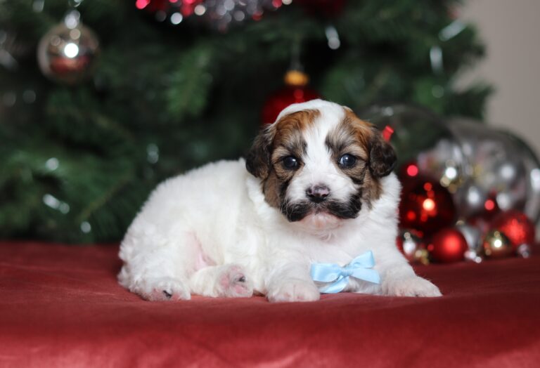 4978a Sally teddy bear-the puppy lodge