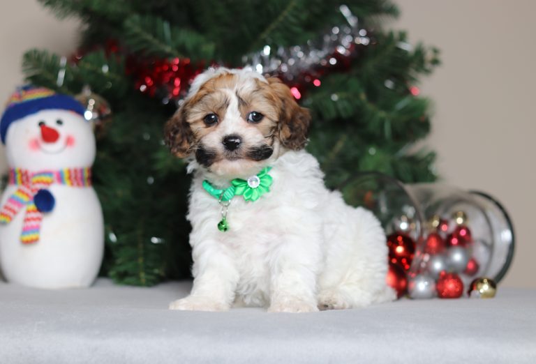 4978aaSally the teddy bear-the puppy lodge