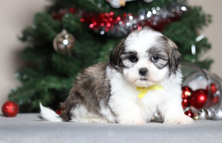 7182a-Morris the teddy bear-the puppy lodge