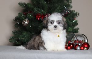 7182aMorris the teddy bear-the puppy lodge