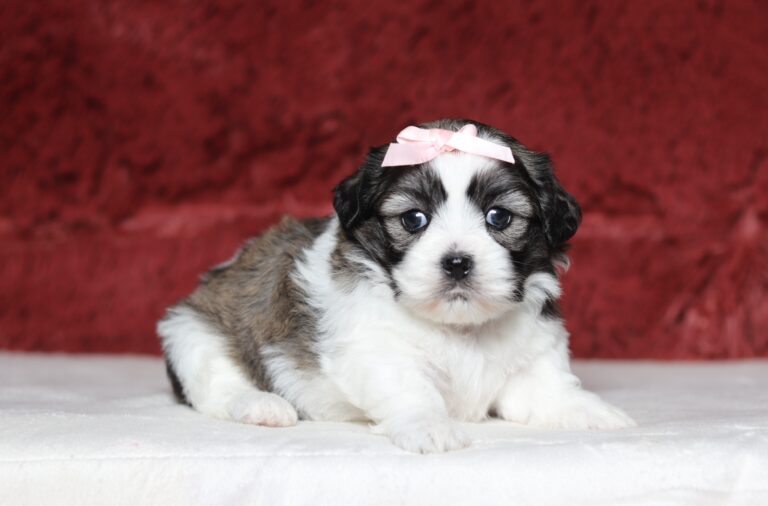 7187a-Mariah-Teddy-Bear-puppy-The-puppy-Lodge-scaled.jpg
