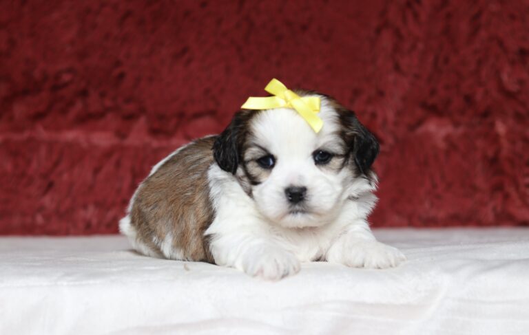 7188a-Macey-Teddy-Bear-puppy-The-puppy-Lodge-scaled.jpg