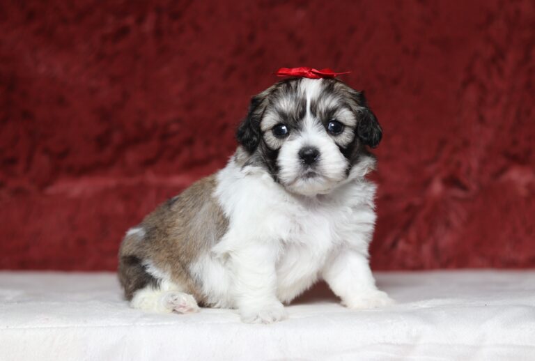 7191aa-Maggie-Teddy-Bear-puppy-The-puppy-Lodge-scaled.jpg