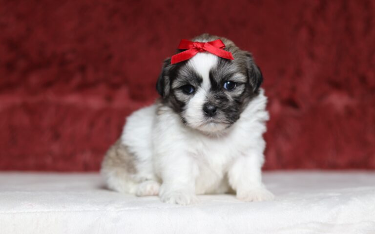 7195a-Mindy-Teddy-BEar-puppy-The-Puppy-Lodge-scaled.jpg