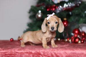 7196aaaDaphne the dachshund-the puppy lodge