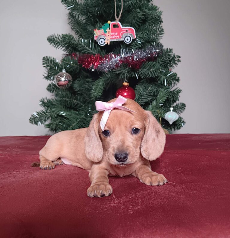 7196a-Daphne-dachshund-puppy-The-Puppy-Lodge-1.jpg