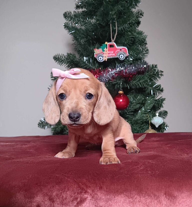 7196a-Daphne-dachshund-puppy-The-Puppy-Lodge.jpg