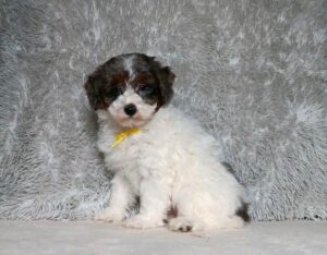 7465aa-Ernie-mini-poodle-puppy-The-Puppy-Lodge-1.jpg